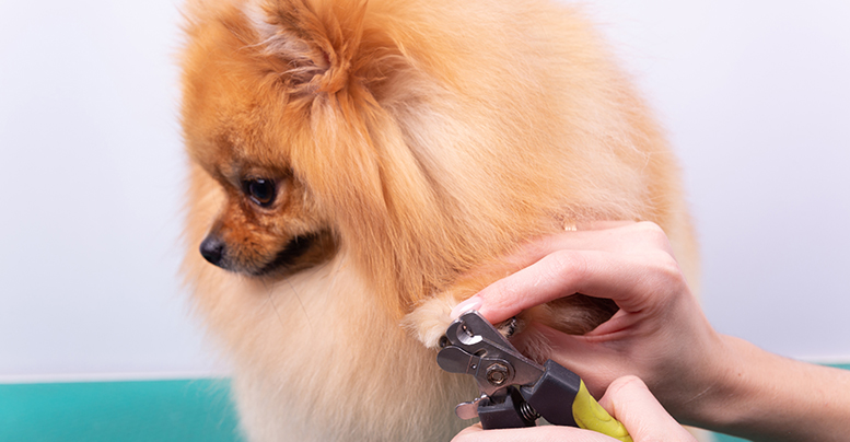 Правила пользования когтерезкой для собак: подготовка и процедура