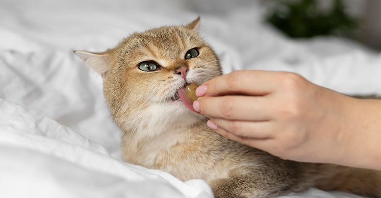 Лакомства Compliment для кошек: полезное угощение